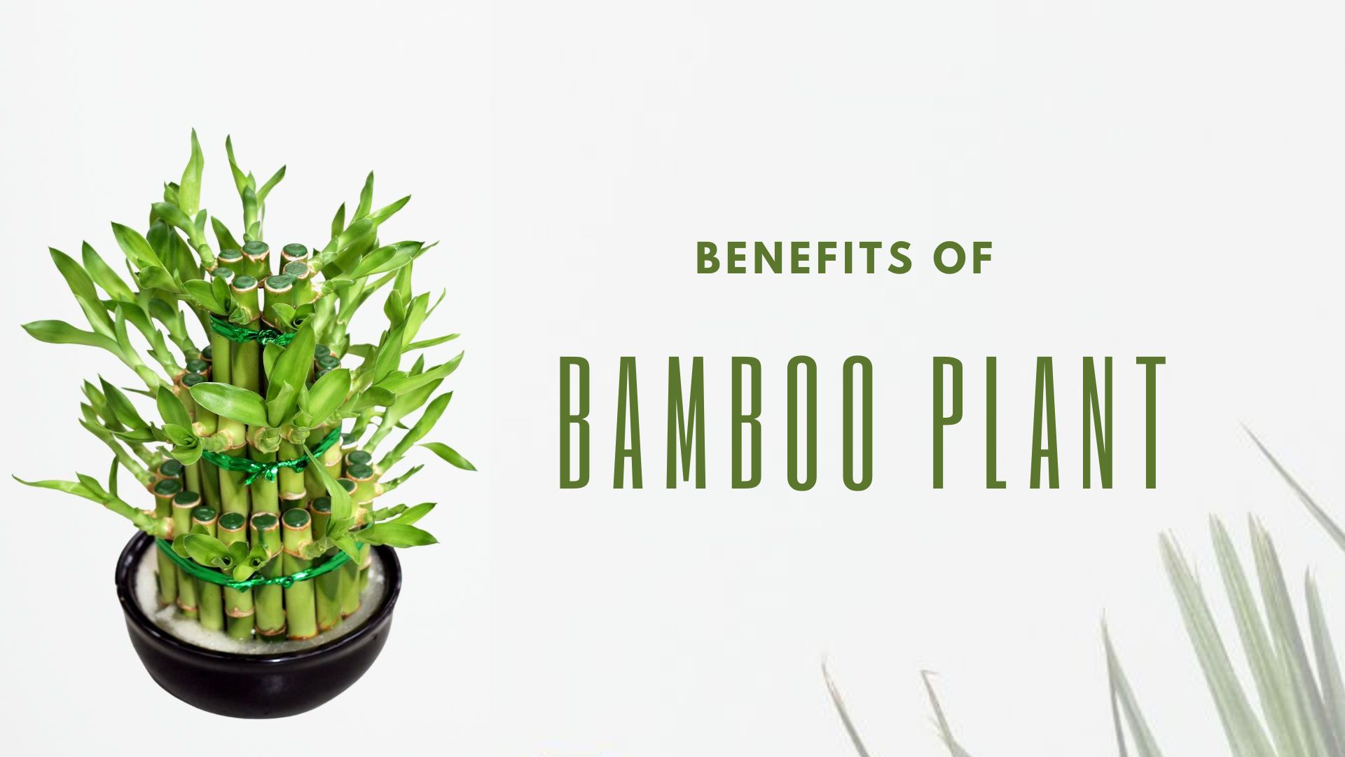 <strong>Benefits of Bamboo Plant</strong>